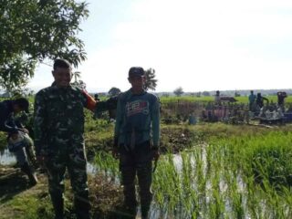 Babinsa Desa Talawe Pantau Pemeliharaan Padi MR 218 dan LTT di Poktan Merdeka