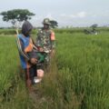 Babinsa Koramil 1420-03/Maritengngae Dampingi Petani Sidenreng Lakukan Pemupukan Padi