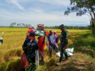 ​Wujudkan Ketahanan Pangan, Babinsa Koramil 1420-05 Dampingi Panen Padi di Desa Salobukkang