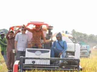 Panen di Wala, Bupati Sidrap Semangati Petani Kejar Target 10 Ton