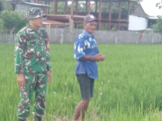 Pastikan Ketahanan Pangan, Babinsa Desa Aka-Akae Pantau Langsung Pertumbuhan Padi Petani