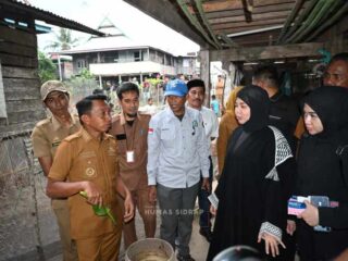 Di Sidrap, Wagub Fatmawati Rusdi Praktikkan Pengolahan Ikan Sapu-sapu Jadi Pakan Ternak