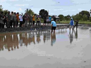 Sidrap Sukseskan Percepatan Tanam di Lokasi Cetak Sawah Rakyat