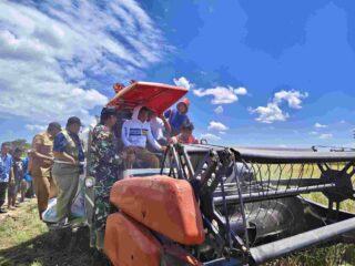 Panen Perdana Sawah Baru Mojong Tembus 7,2 Ton per Hektare, Sidrap Jadi Percontohan Sulsel