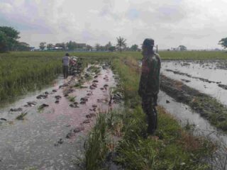 Babinsa Kelurahan Sidenreng Pantau LTT dan Pendampingan Pengolahan Lahan di Poktan Elo Puang