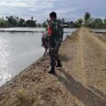 Babinsa Desa Kanie Dampingi Program Luas Tambah Tanam di Lahan Petani Ahmad Yani