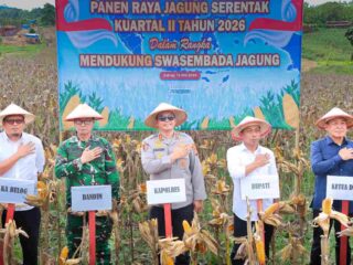 Polres Sidrap Panen Jagung Kuartal II Di Lahan Seluas 5 Hektar