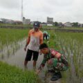 Babinsa Kelurahan Majjelling Lakukan Pendataan dan Pendampingan LTT di Lahan Milik Asi