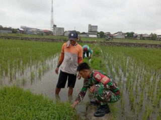 Babinsa Kelurahan Majjelling Lakukan Pendataan dan Pendampingan LTT di Lahan Milik Asi