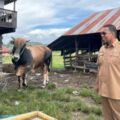 Sapi Inseminasi Buatan Milik Peternak Sidrap Diusulkan untuk Kurban Presiden
