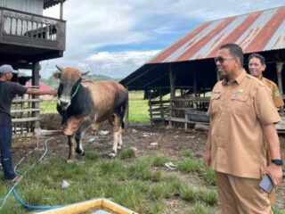 Sapi Inseminasi Buatan Milik Peternak Sidrap Diusulkan untuk Kurban Presiden