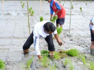 Bupati Syaharuddin Alrif Canangkan Gerakan Tanam Padi Organik di Panreng