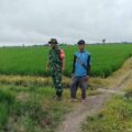 Babinsa Wala Dampingi Petani Turun Sawah, Dukung Percepatan Luas Tambah Tanam di Sidrap