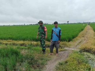 Babinsa Wala Dampingi Petani Turun Sawah, Dukung Percepatan Luas Tambah Tanam di Sidrap