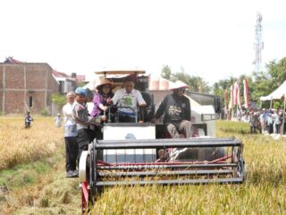 Sidrap Etalase Kemajuan Pertanian, Bupati Syaharuddin dan Direktur Bappenas Panen Pakai Mesin Modern