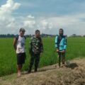 Babinsa Maccorawalie Pantau LTT, Dukung Percepatan Tanam di Wilayah Binaan