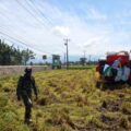 Babinsa Desa Dongi Dampingi Petani Panen Padi di Pitu Riawa, Wujudkan Ketahanan Pangan