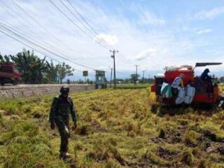Babinsa Desa Dongi Dampingi Petani Panen Padi di Pitu Riawa, Wujudkan Ketahanan Pangan