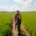 Babinsa Aka Akae Serka Darwis Pantau Luas Tambah Tanam, Dukung Ketahanan Pangan di Sidrap