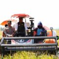 Bupati Syaharuddin Panen Raya di Sumpang Mango, Produktivitas Capai 10,7 Ton per Hektare