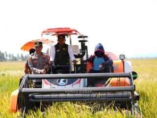 Bupati Syaharuddin Panen Raya di Sumpang Mango, Produktivitas Capai 10,7 Ton per Hektare