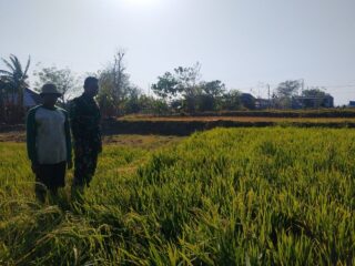 Babinsa Ulu Ale Dampingi Petani dalam Kegiatan LTT, Dukung Ketahanan Pangan di Sidrap