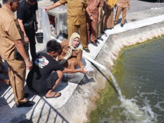 10 Ribu Benih Nila Monoseks Hasil BBI Sidrap Ditebar di Kolam Kantor Bupati