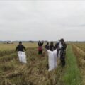 Babinsa Timoreng Panua Ramil 06/Panca Rijang Dampingi LTT Kelompok Tani Tanete