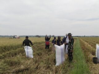 Babinsa Timoreng Panua Ramil 06/Panca Rijang Dampingi LTT Kelompok Tani Tanete