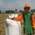 Lahan Cuma 25 Are, Petani Sidrap Ini Berhasil Panen 2,52 Ton Gabah