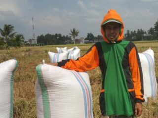 Lahan Cuma 25 Are, Petani Sidrap Ini Berhasil Panen 2,52 Ton Gabah
