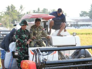Sidrap Tahan Gempuran El Nino, 92 Persen Sawah Tetap Panen, Pangdivif 3 Kostrad Apresiasi