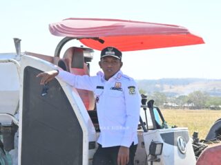 Panen di Tengah Kemarau El Nino, Bupati Sidrap Puji Keuletan Petani