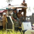 Sidrap Jaga Ketahanan Pangan, Panen Padaloang Alau Tembus 11,6 Ton Gabah per Hektare