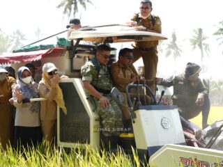 Sidrap Jaga Ketahanan Pangan, Panen Padaloang Alau Tembus 11,6 Ton Gabah per Hektare