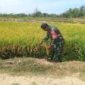 Babinsa Talumae Dampingi Petani dalam Kegiatan LTT Seluas 3 Hektare