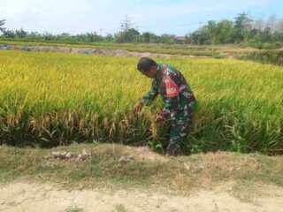 Babinsa Talumae Dampingi Petani dalam Kegiatan LTT Seluas 3 Hektare